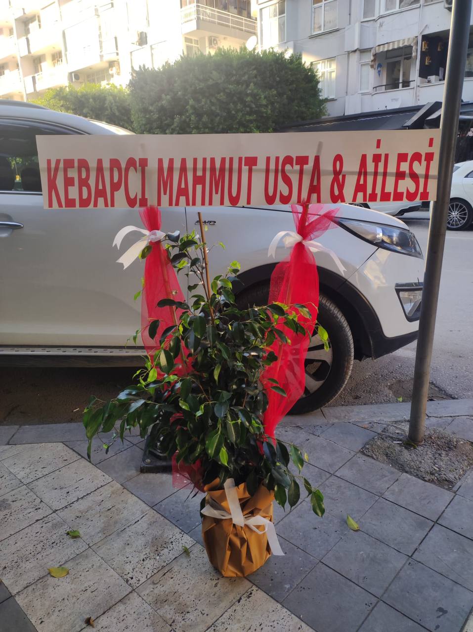 Benjamin Ficus