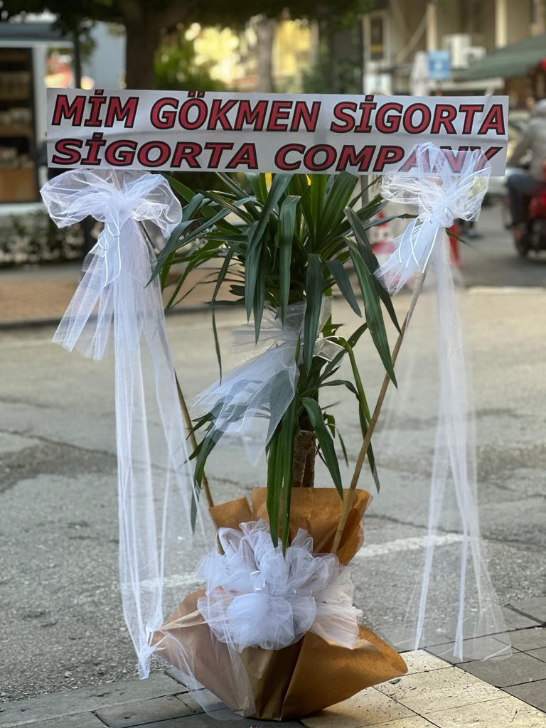 2li Yukka